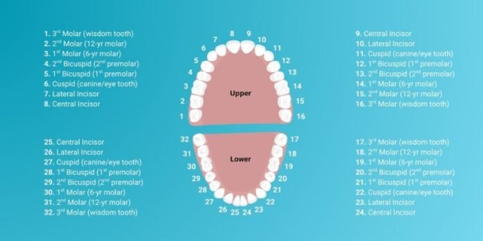 Teeth Numbers
